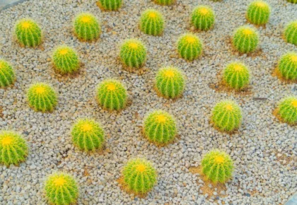 Sustainable Landscaping with Waterstone’s Xeriscaping Services